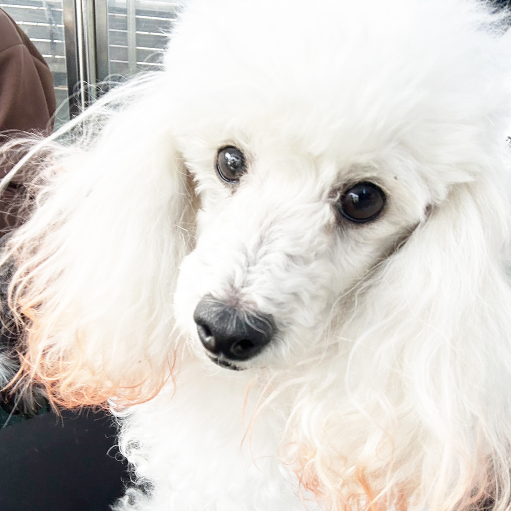 生徒が撮影したモデル犬！ＰＡＲＴ②